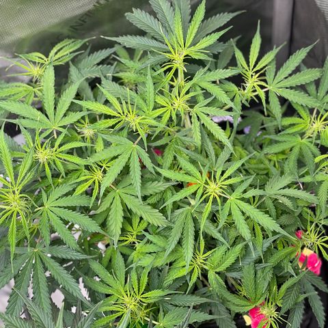 Milky Way - Variegated growlog timeline photo