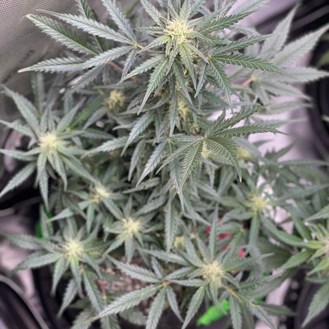 Sexxpot #1 growlog timeline photo