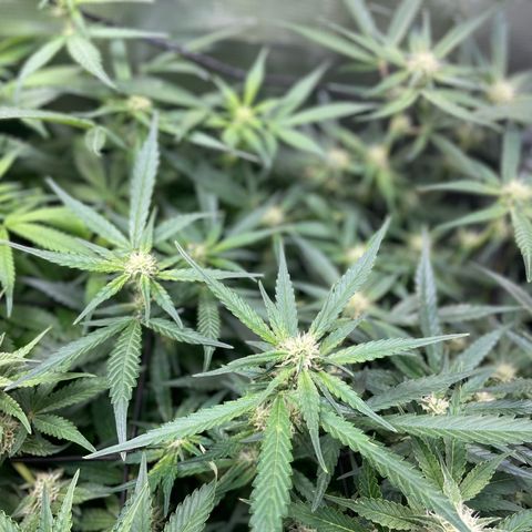 Cinderella #1 growlog timeline photo