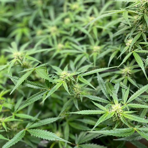 Do-Si-Dos #1 growlog timeline photo