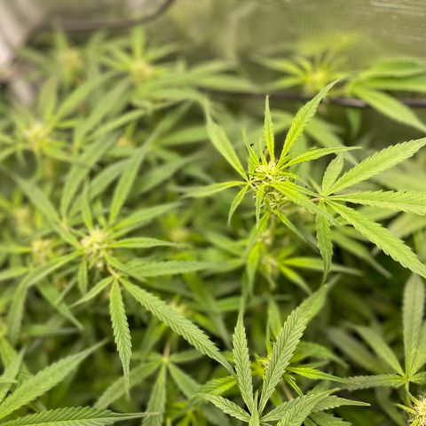 Moonshine Cookies growlog timeline photo