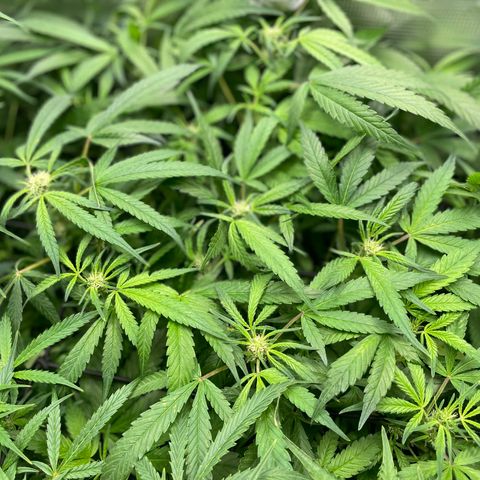 Bruce Banner #1 growlog timeline photo