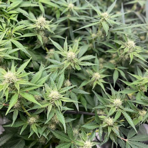 Growlog-Zeitleistenfoto von White Widow #1