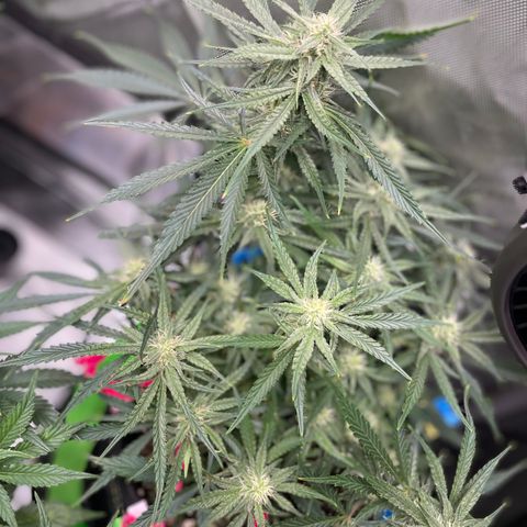 White Widow #2 growlog timeline photo