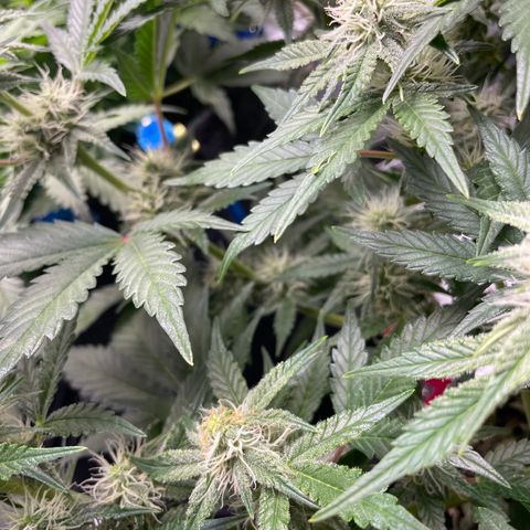 White Widow #3 growlog timeline photo