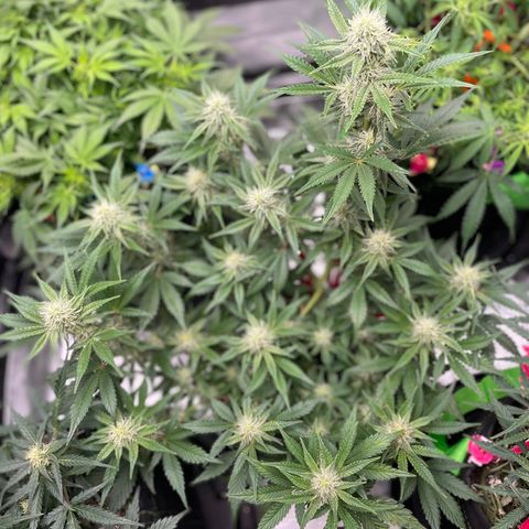White Widow #3 growlog timeline photo