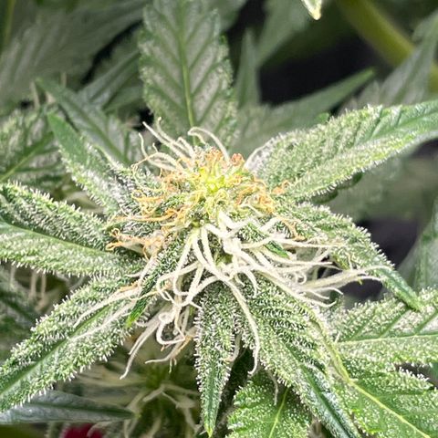 White Widow #3 growlog timeline photo