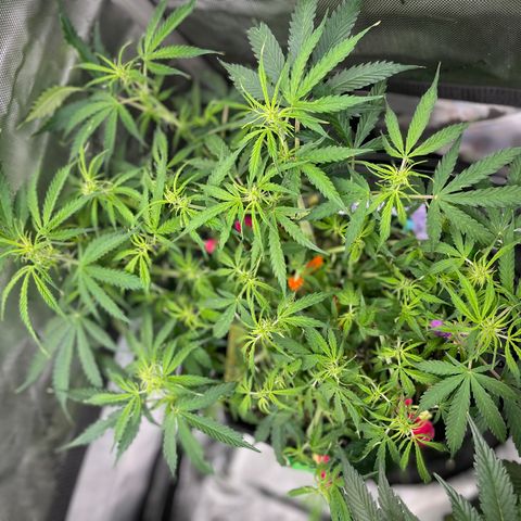 Milky Way - Variegated growlog timeline photo