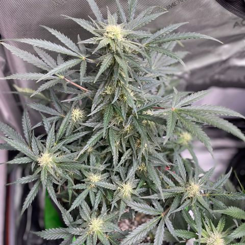 Sexxpot #1 growlog timeline photo