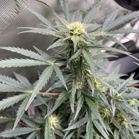 Sexxpot #1 growlog timeline photo