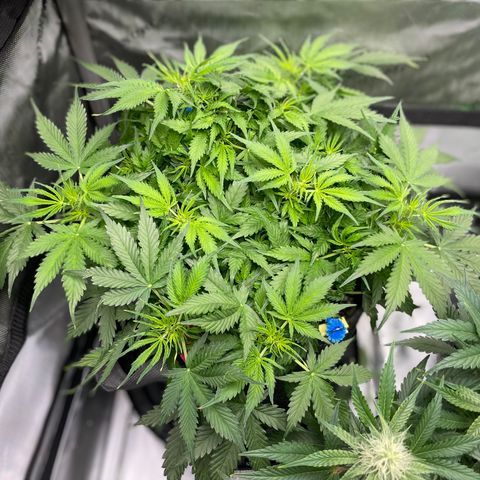 Blue Knight #1 growlog timeline photo