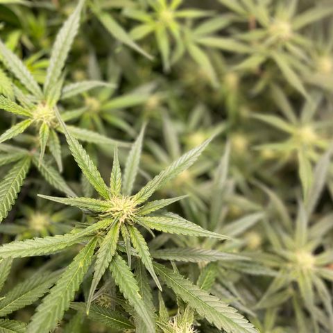 Cinderella #1 growlog timeline photo