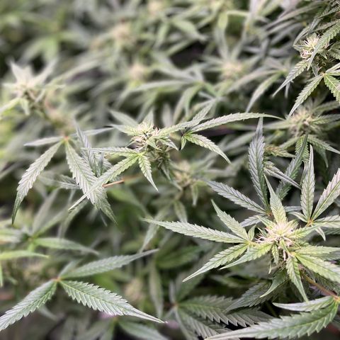 Do-Si-Dos #1 growlog timeline photo