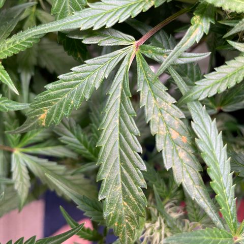 Do-Si-Dos #1 growlog photo: Orange spots…