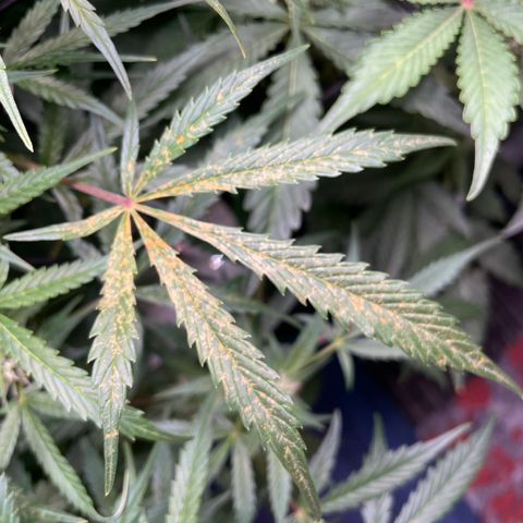 Do-Si-Dos #1 growlog photo: Orange spots…