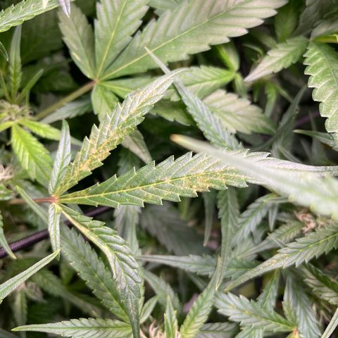 Do-Si-Dos #1 growlog photo: Orange spots…