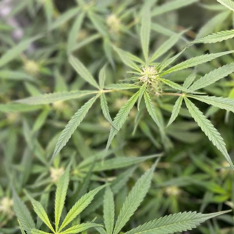 Moonshine Cookies growlog timeline photo