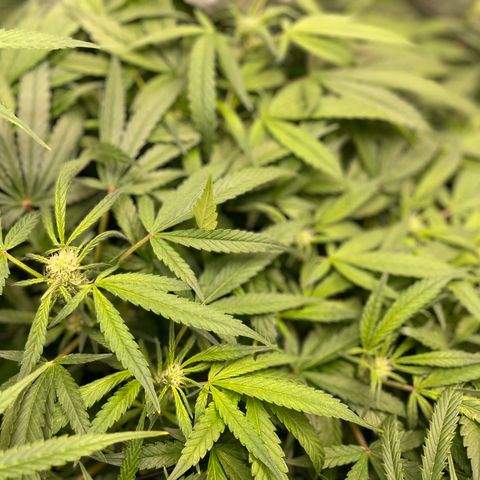 Bruce Banner #1 growlog timeline photo