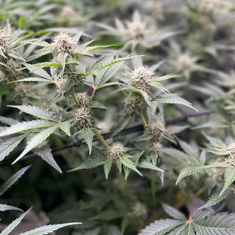 Growlog-Zeitleistenfoto von White Widow #1