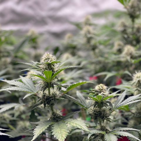 White Widow #2 growlog timeline photo