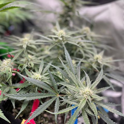 White Widow #2 growlog timeline photo