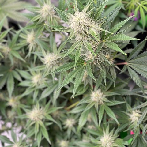 White Widow #3 growlog timeline photo
