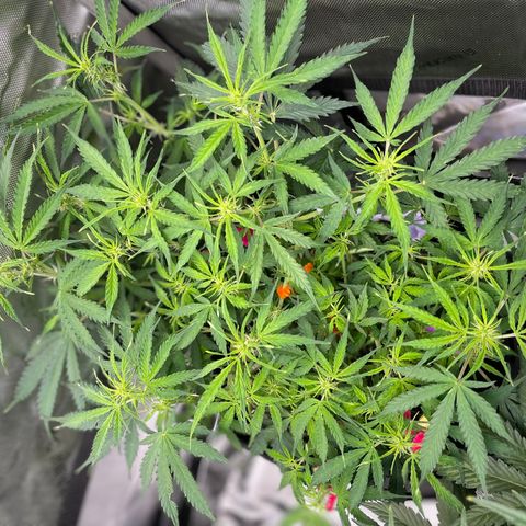 Milky Way - Variegated growlog timeline photo