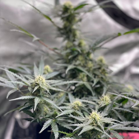 Sexxpot #1 growlog timeline photo