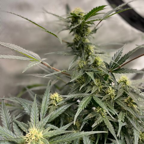 Sexxpot #1 growlog timeline photo