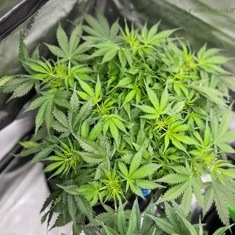 Blue Knight #1 growlog timeline photo
