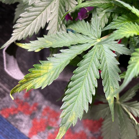 Blue Knight #1 growlog timeline photo