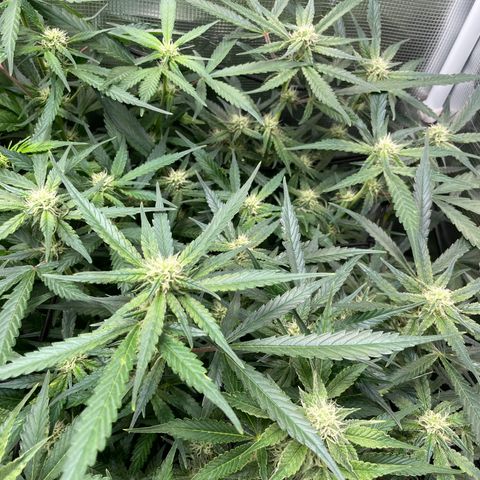 Cinderella #1 growlog timeline photo
