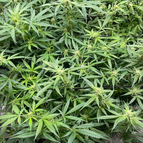 Do-Si-Dos #1 growlog timeline photo
