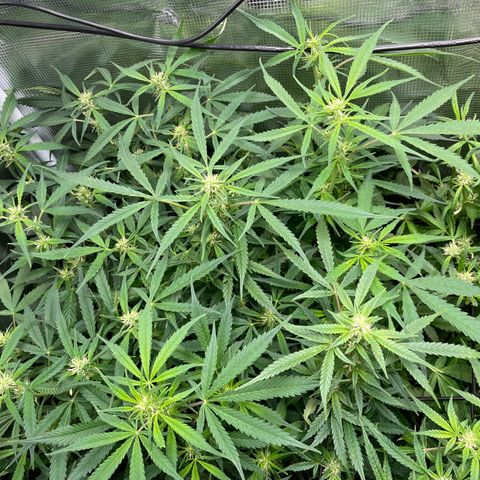 Moonshine Cookies growlog timeline photo