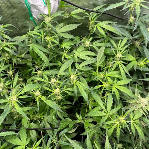 Bruce Banner #1 growlog timeline photo
