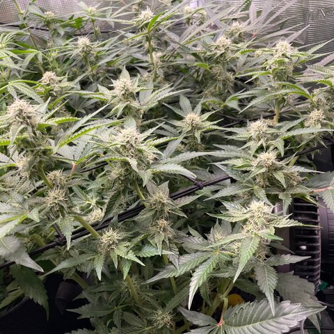 Growlog-Zeitleistenfoto von White Widow #1