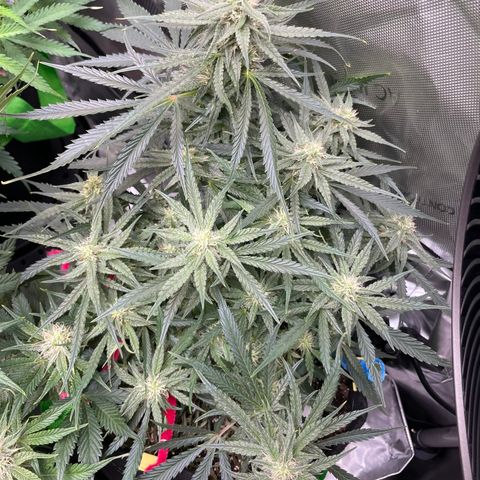 White Widow #2 growlog timeline photo