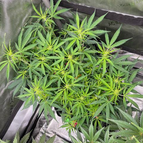 Milky Way - Variegated growlog timeline photo
