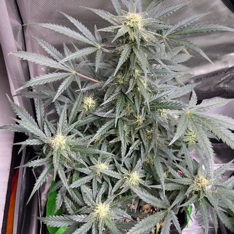 Sexxpot #1 growlog timeline photo