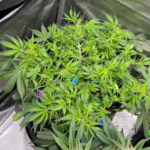 Blue Knight #1 growlog timeline photo