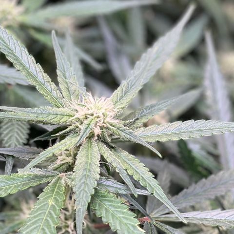 Cinderella #1 growlog timeline photo