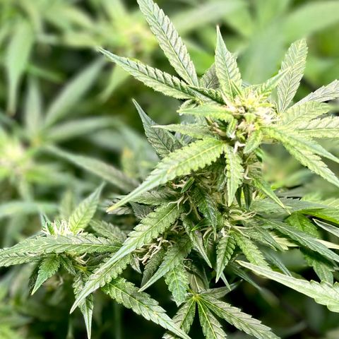 Do-Si-Dos #1 growlog timeline photo