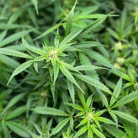 Moonshine Cookies growlog timeline photo