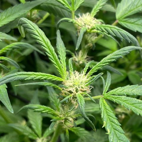 Bruce Banner #1 growlog timeline photo