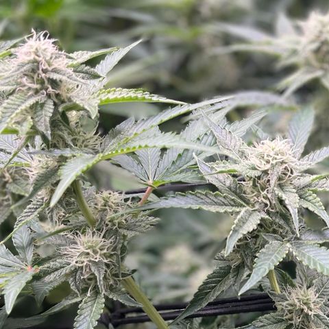 Growlog-Zeitleistenfoto von White Widow #1