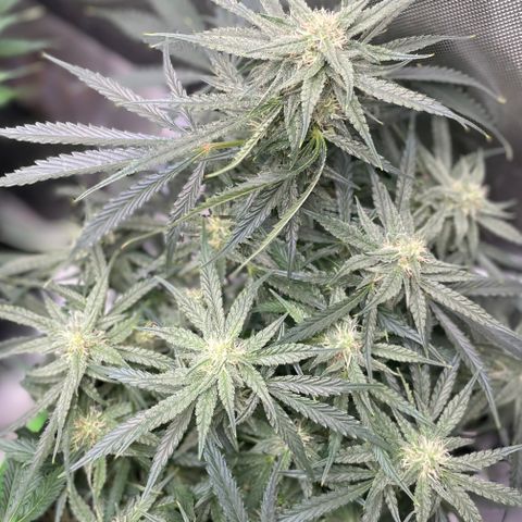 White Widow #2 growlog timeline photo