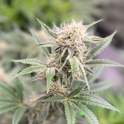 White Widow #3 growlog timeline photo