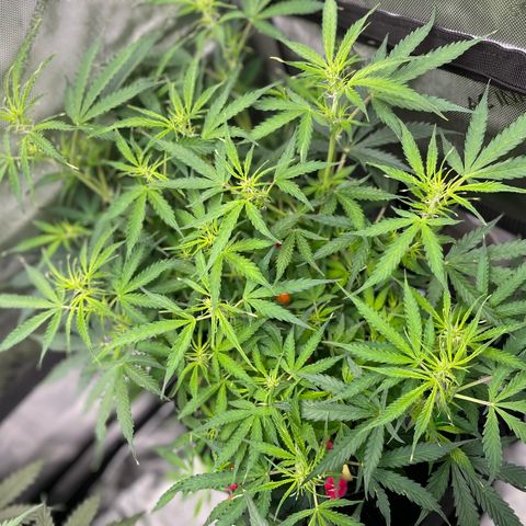 Milky Way - Variegated growlog timeline photo