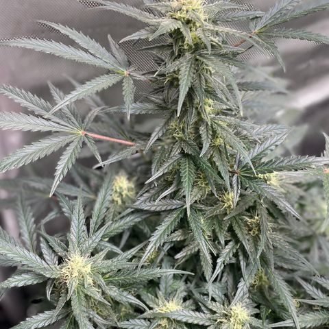 Sexxpot #1 growlog timeline photo