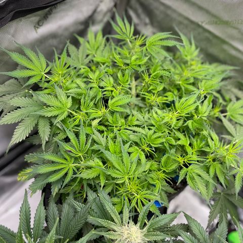 Blue Knight #1 growlog timeline photo